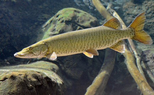 Musky Fishing Trip