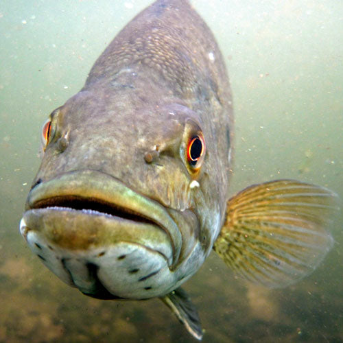 Smallmouth Bass Fishing Trip