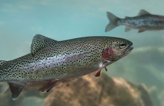 Trout Fishing Trip